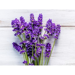 FLOR DE LAVANDA LAVANDULA HYBRIDA